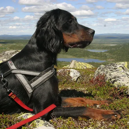Thon Skeikampen 3*